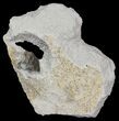 Squalicorax Fossil Shark Tooth - Kansas #31646-1